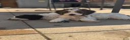 Cockapoo dogs for sale: 2 beautiful F1 cockapoo puppies  - Advert 10