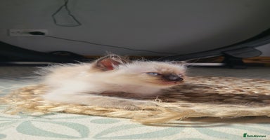 Ragdoll cats - Advert 15