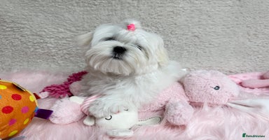 Maltese dogs in Leven - Advert 3