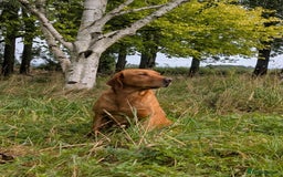 Labrador Retriever dogs for sale: Fab KC Fox Red Pups - 4* Higher Standard Breeder - Advert 8