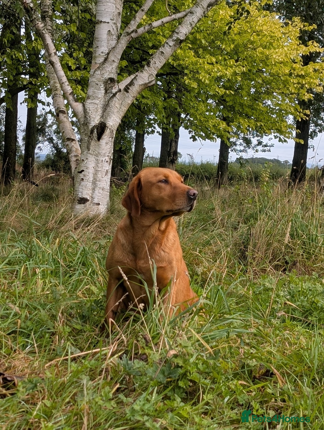 Labrador Retriever dogs for sale: Fab KC Fox Red Pups - 4* Higher Standard Breeder - Advert 8
