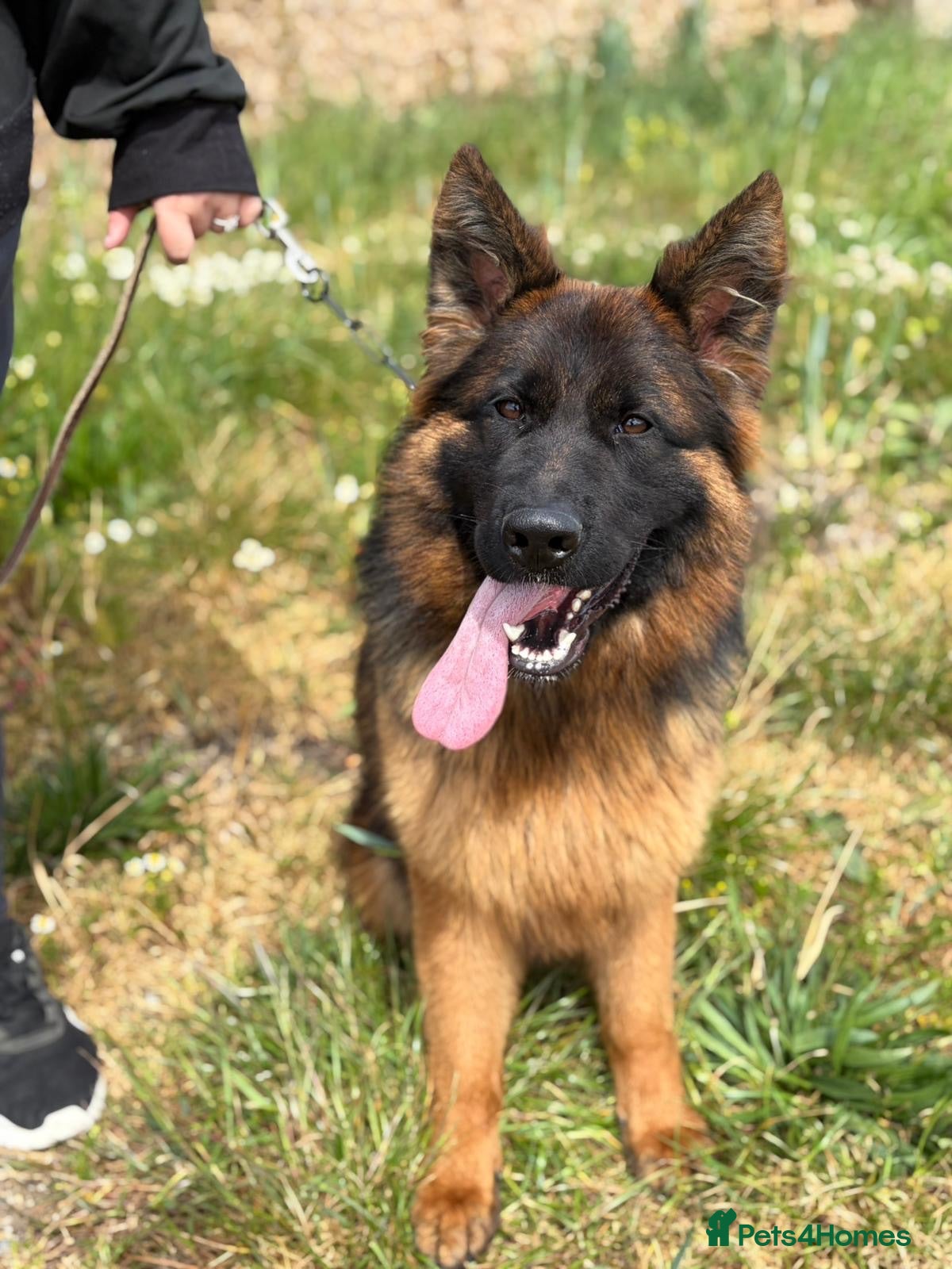 German Shepherd dogs Beautiful German shepherd female  - Advert 1