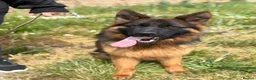 German Shepherd dogs for sale: Beautiful German shepherd female  - Advert 1