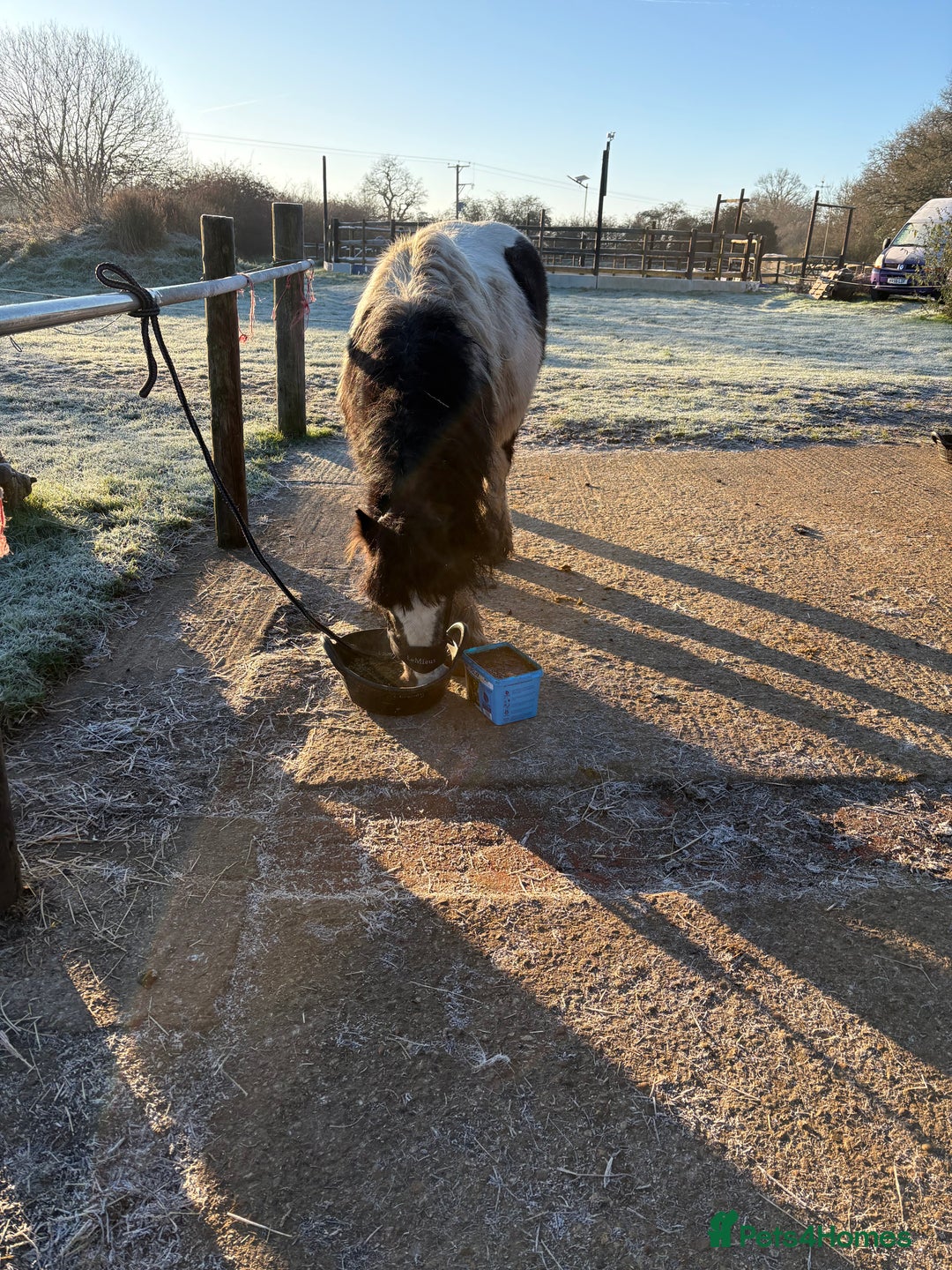 Irish Cob horses for sale: Duchess  - Advert 9