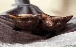 Russian Blue cats for sale: Russian Blue x BSH mixed breed Kittens  - Image 12