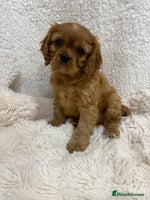 Cavalier King Charles Spaniel dogs - Advert 3