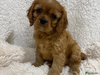 Cavalier King Charles Spaniel dogs - Advert 30