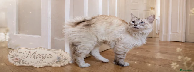 Maya