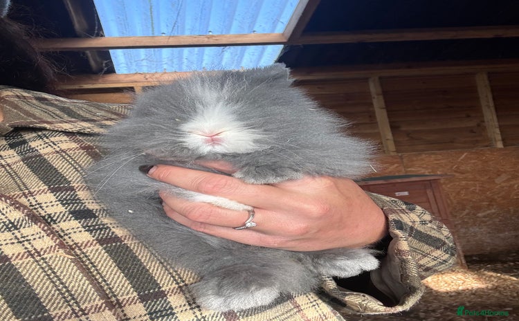 Lionhead rabbits - Advert 1