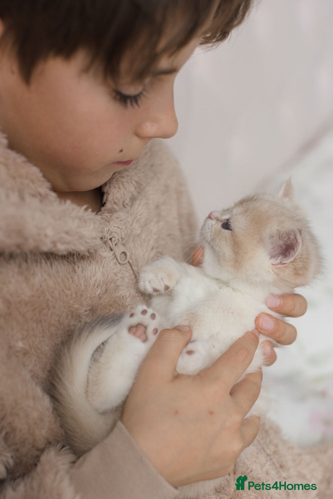 British Shorthair cats for sale: Cuddly Golden Blue British Shorthair girl  - Advert 11