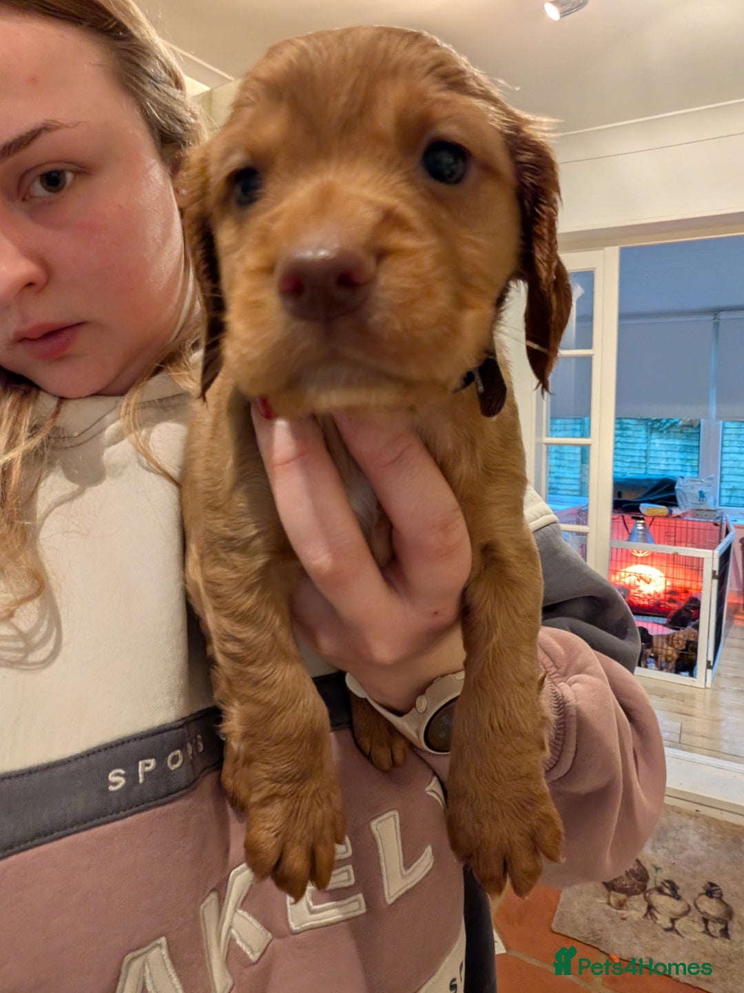 Cocker Spaniel dogs for sale: 1 MALE KC DNA CLEAR PUP TO RESERVE - Advert 3