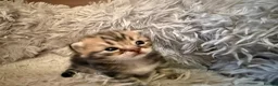 Exotic cats for sale: Exotic Shorthair Cross Kittens - Advert 16