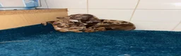 Dachshund dogs for sale: Miniature dachshund - Advert 27
