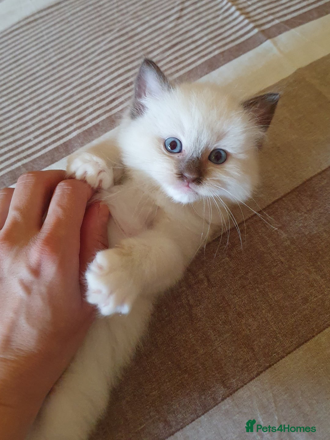 Ragdoll cats for sale: Four adorable ragdolls available  in Chatham - Image 5