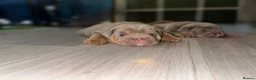 English Bulldog dogs for sale: Lilac English bulldog puppies in Crewe - Advert 5