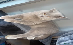 British Shorthair cats for sale: British short hair Cats - Advert 8