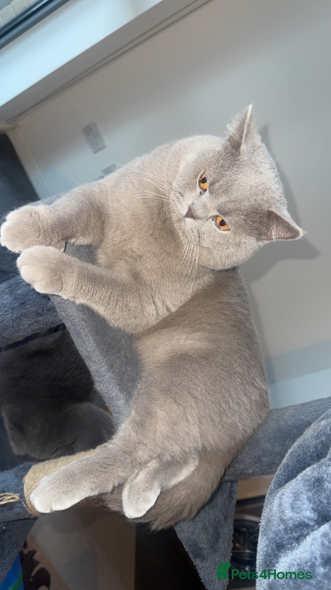 British Shorthair cats for sale: British short hair Cats - Advert 8