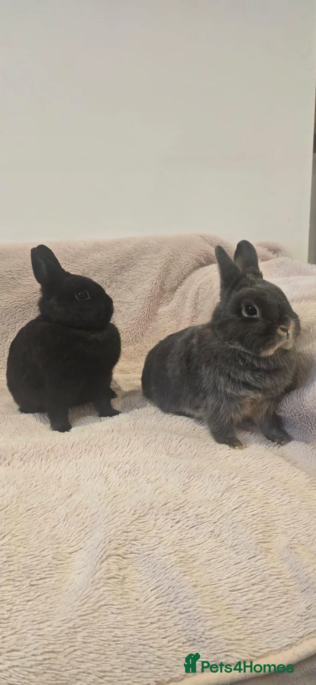 Netherland Dwarf rabbits for sale: Two Female Netherland Dwarf Rabbits for Sale  - Advert 2