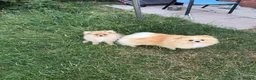 Pomeranian dogs for sale: Fluffy pomeranian boys for sale - Advert 4