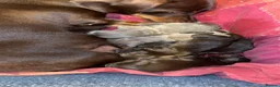 Miniature Dachshund dogs for sale: Miniature dachshund puppies  - Advert 6