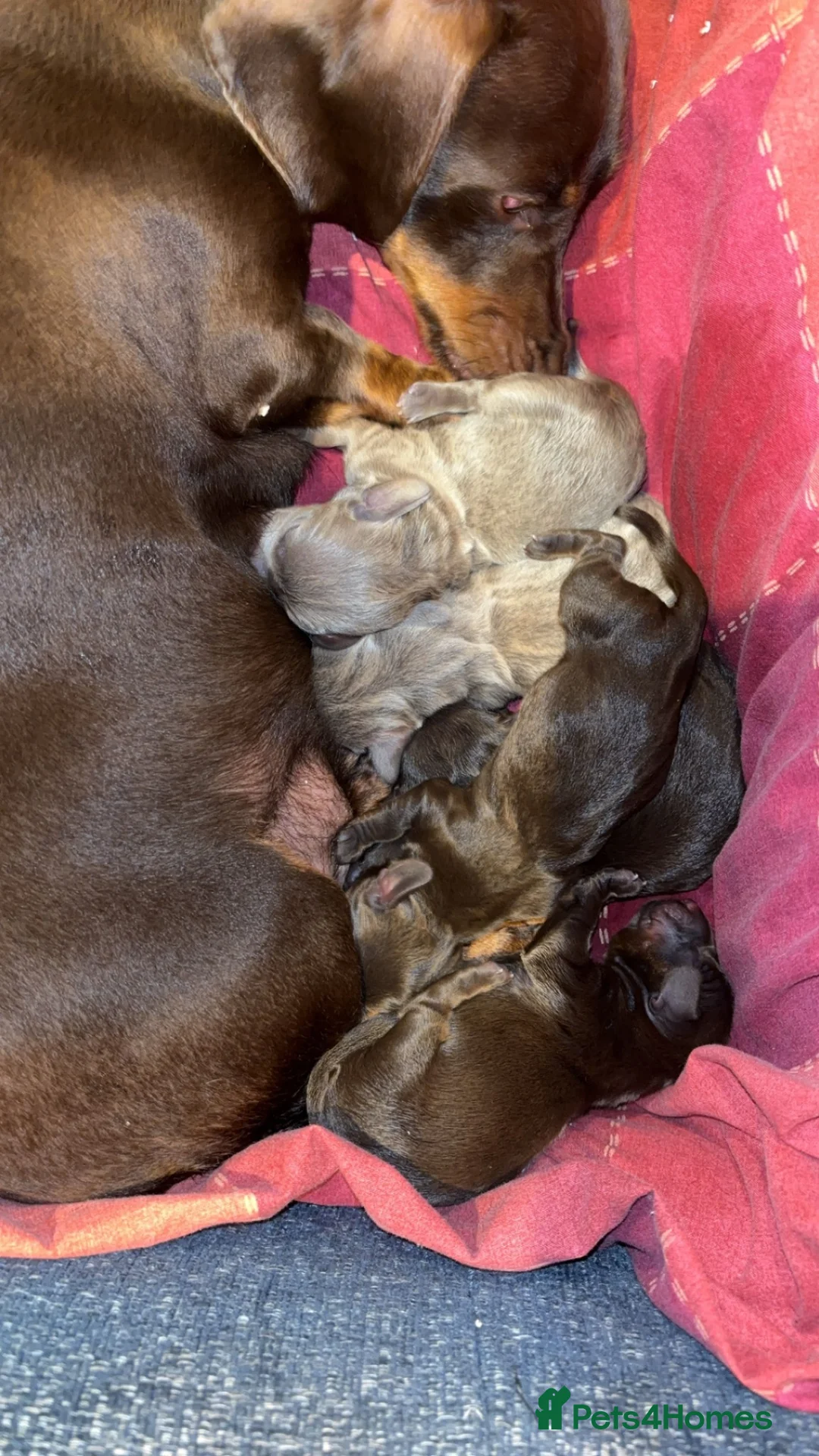 Miniature Dachshund dogs for sale: Miniature dachshund puppies  - Advert 6
