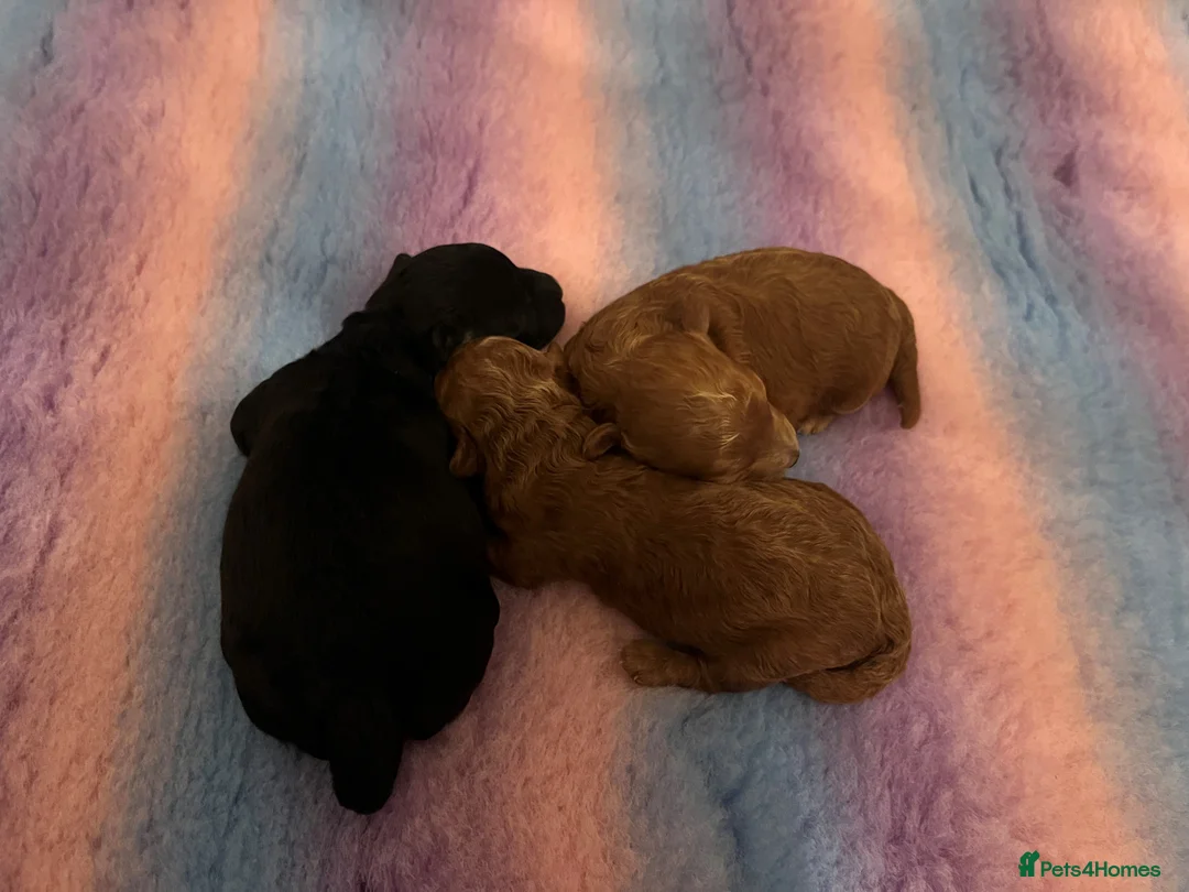 Toy Poodle dogs for sale: KC Reg High Quality Red boy available - Advert 5