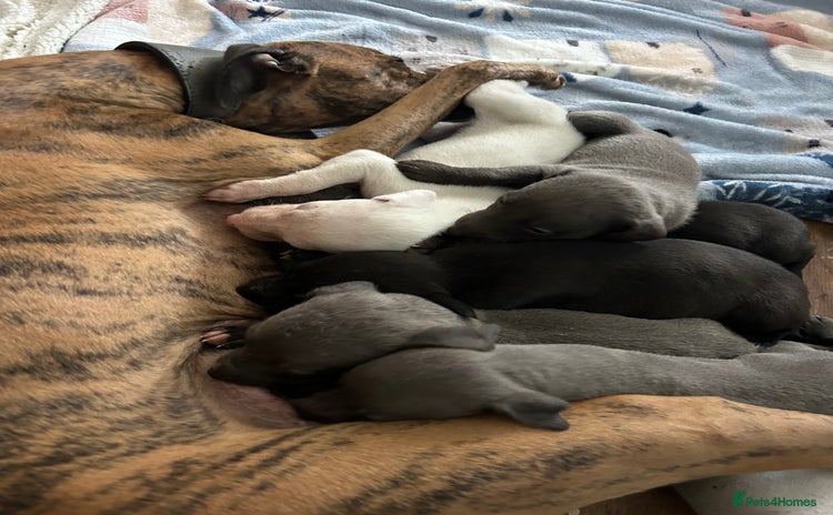 Whippet dogs - Advert 3
