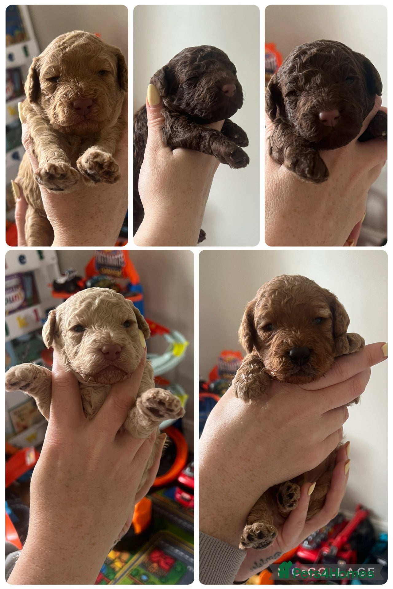 Cavapoo dogs Boy Cavapoo puppies - Advert 5