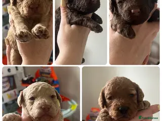 Cavapoo dogs Boy Cavapoo puppies - Advert 5