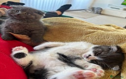 Scottish Fold cats for sale: For sale Scottish fold kitties  - Image 19
