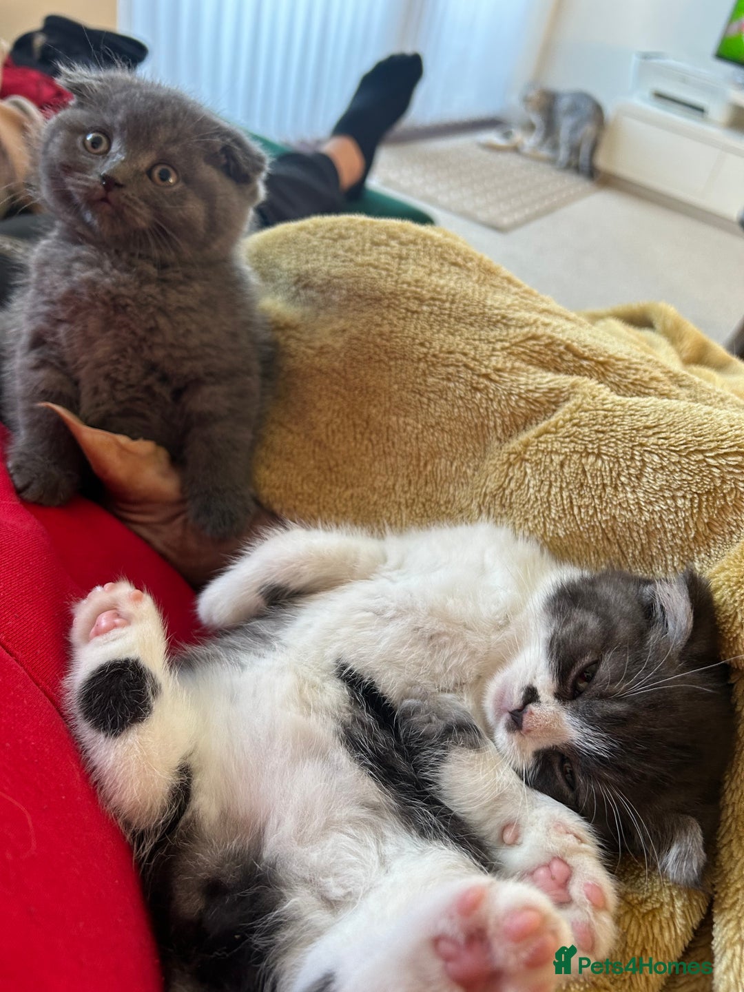 Scottish Fold cats for sale: For sale Scottish fold kitties  - Image 19