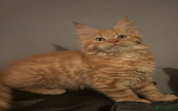 Maine Coon cats for sale: Ginger 3/4 Maine Coon - Image 1