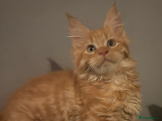 Maine Coon cats Ginger 3/4 Maine Coon - Advert 18