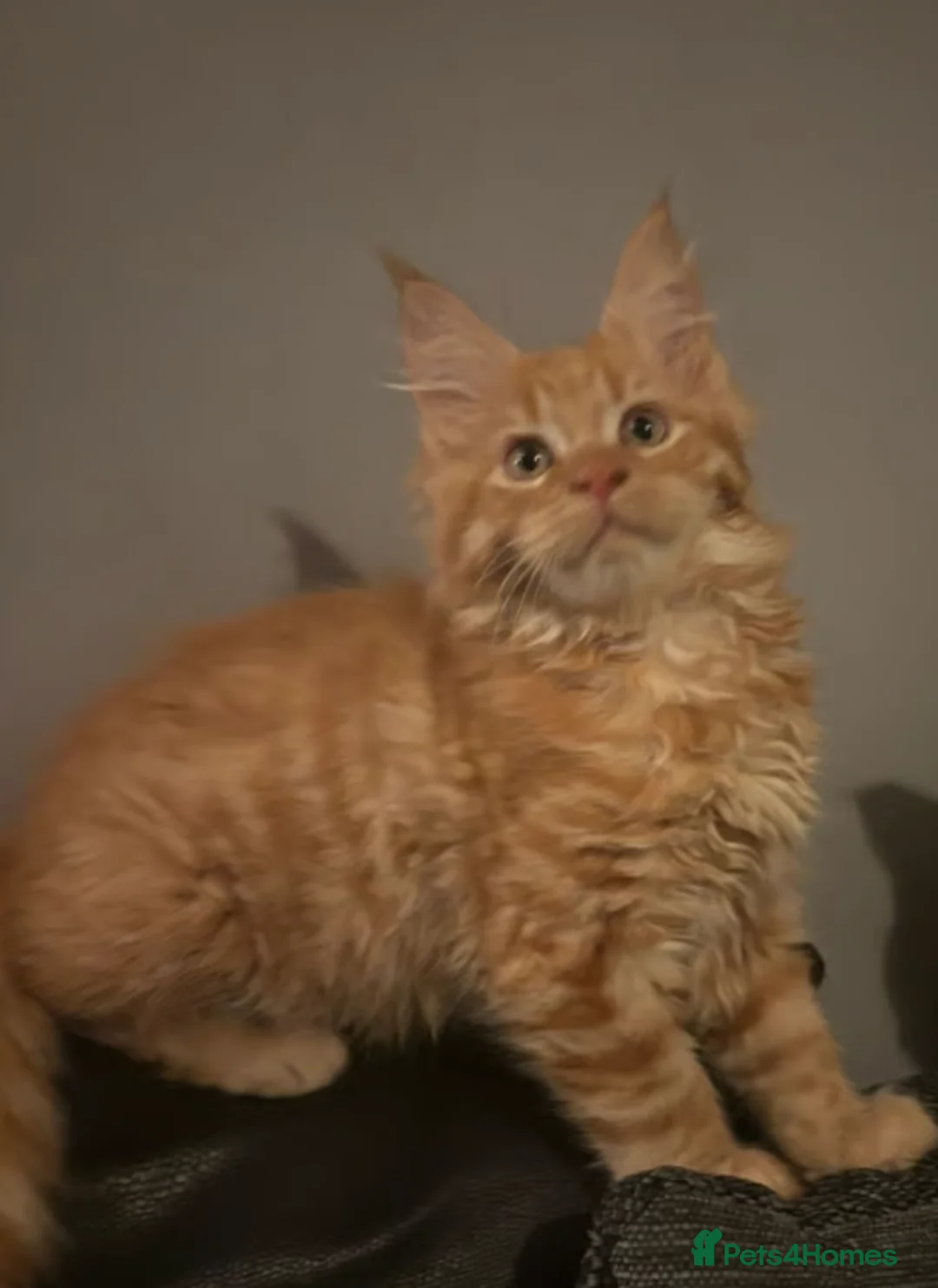 Maine Coon cats for sale: Ginger 3/4 Maine Coon - Advert 1