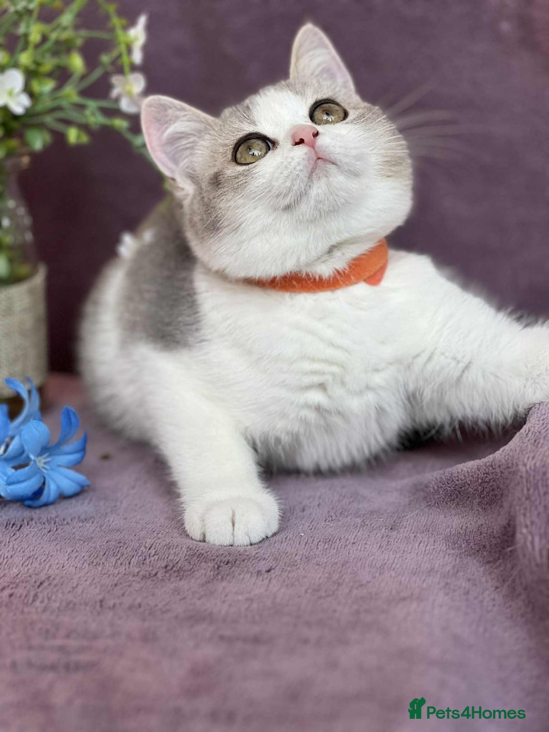 British Shorthair cats for sale: OPEN TO OFFERS TICA registered BSH kittens - Image 11