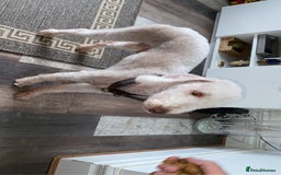 Bedlington Terrier dogs for sale: Pure Bedlington terrier puppy’s for sale £1500 - Image 9