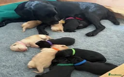Labrador Retriever dogs for sale: Working Labrador Retriever Puppies - Image 6