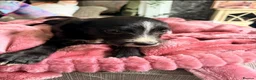 Lurcher dogs for sale: Lurcher  - Advert 10