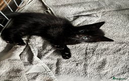Mixed Breed cats for sale: Cuddly mixed breed kittens - Image 4
