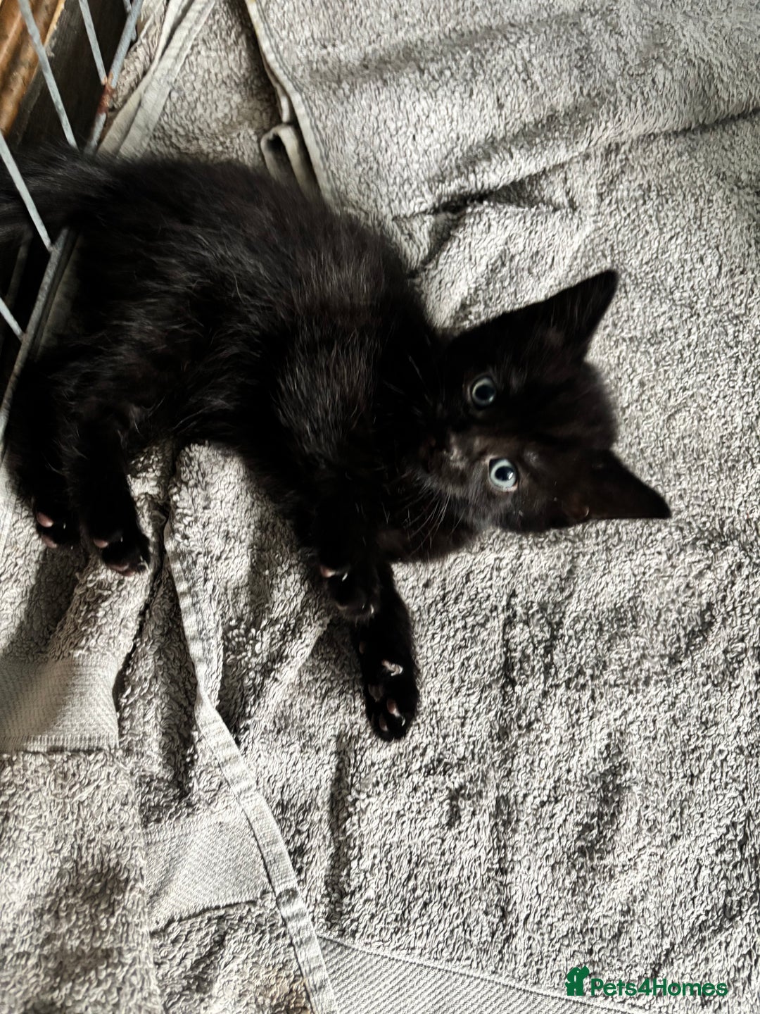 Mixed Breed cats for sale: Cuddly mixed breed kittens - Image 4