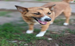 Mixed Breed dogs for adoption: 💖🐶 CLEO 🐶💖 - Image 8