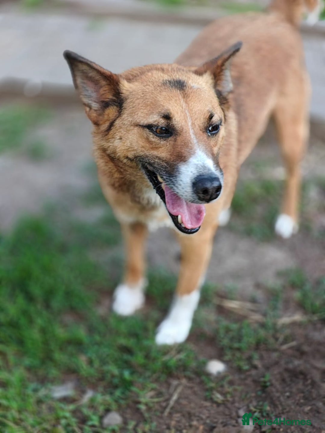 Mixed Breed dogs for adoption: 💖🐶 CLEO 🐶💖 - Image 8