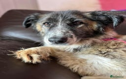 Mixed Breed dogs for adoption: Hilda - Norwich Norfolk  - Image 12