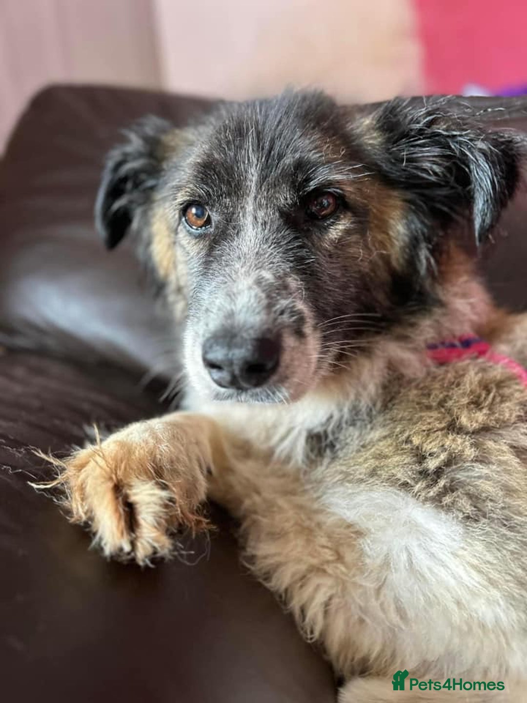 Mixed Breed dogs for adoption: Hilda - Norwich Norfolk  - Image 12