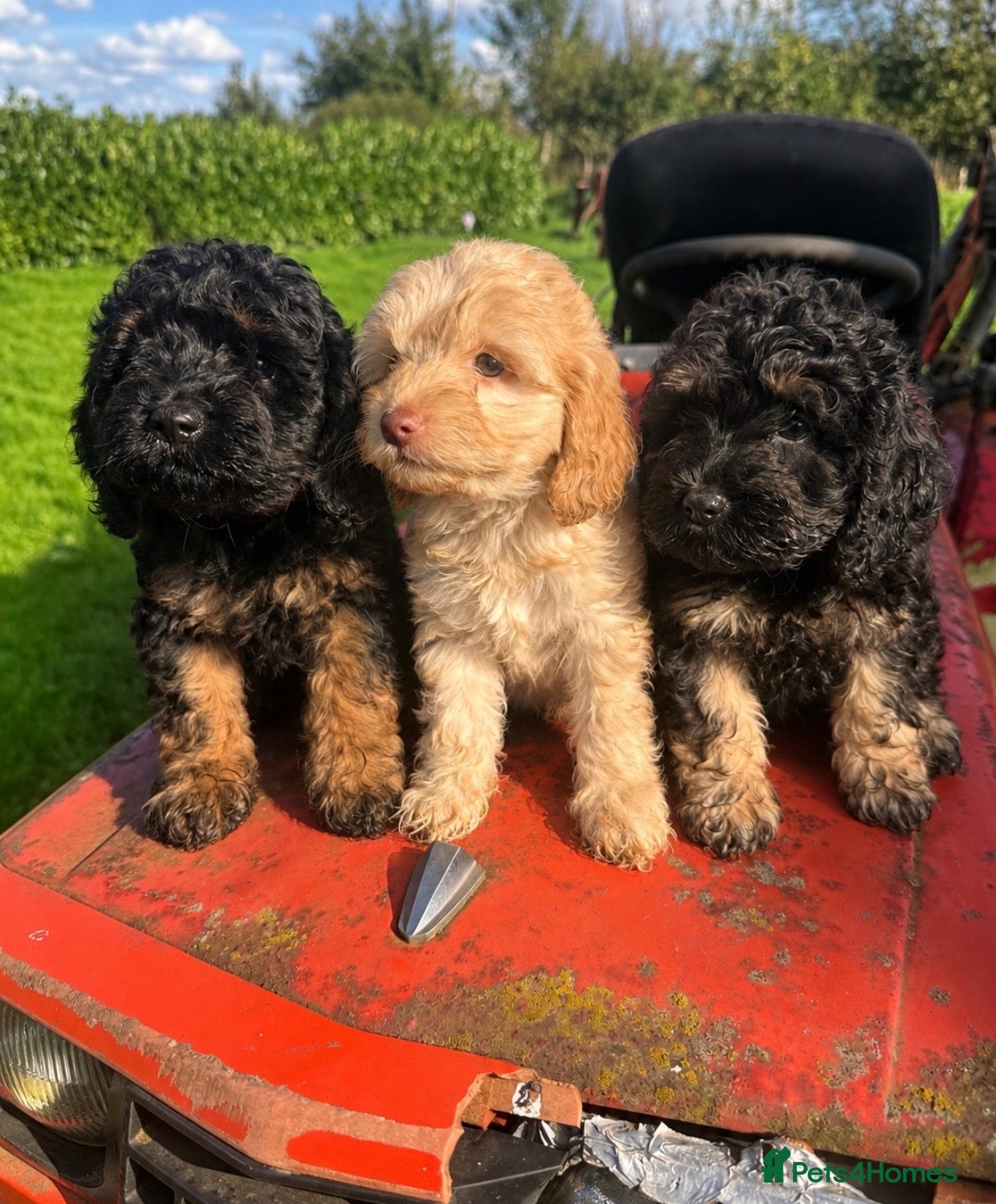 Cockapoo dogs Gorgeous American toy cockapoos  - Advert 1