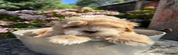 Lhasapoo dogs for sale: Lhasa apso cross toy poodle puppies for sale  - Advert 25