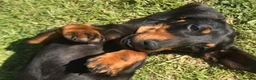 Miniature Dachshund dogs for sale: Miniature dachshund  - Advert 1