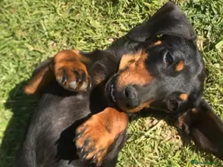 Miniature Dachshund dogs Miniature dachshund - Advert 1