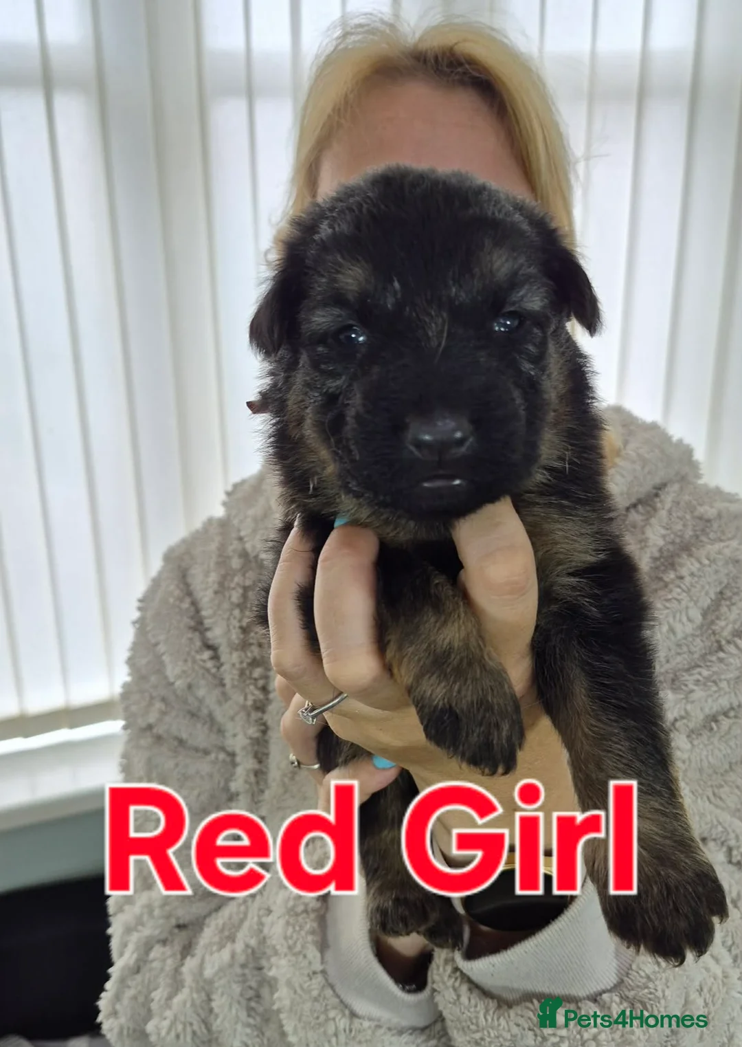 German Shepherd dogs for sale: Beautiful Plush Coated German Shepherd Puppies  - Advert 24