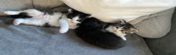 Mixed Breed cats for sale: Beautiful kittens looking for homes  - Advert 8
